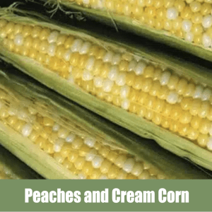 How to grow Peaches and Cream Corn, Zea mays var. rugosa